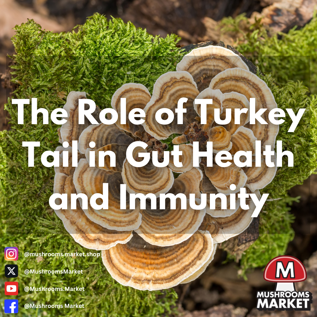 The Role of Turkey Tail in Gut Health and Immunity
