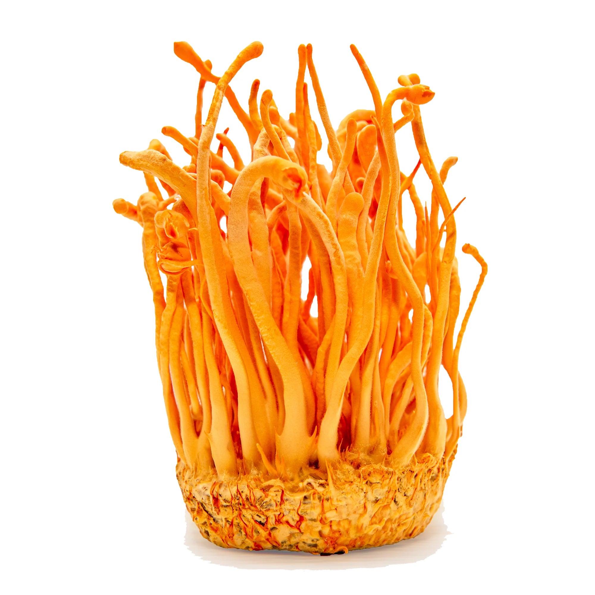 Shroomworks - Inner Energy Cordyceps Shroomshot - Citrus Hibiscus - 12ct - 12 Servings image 1