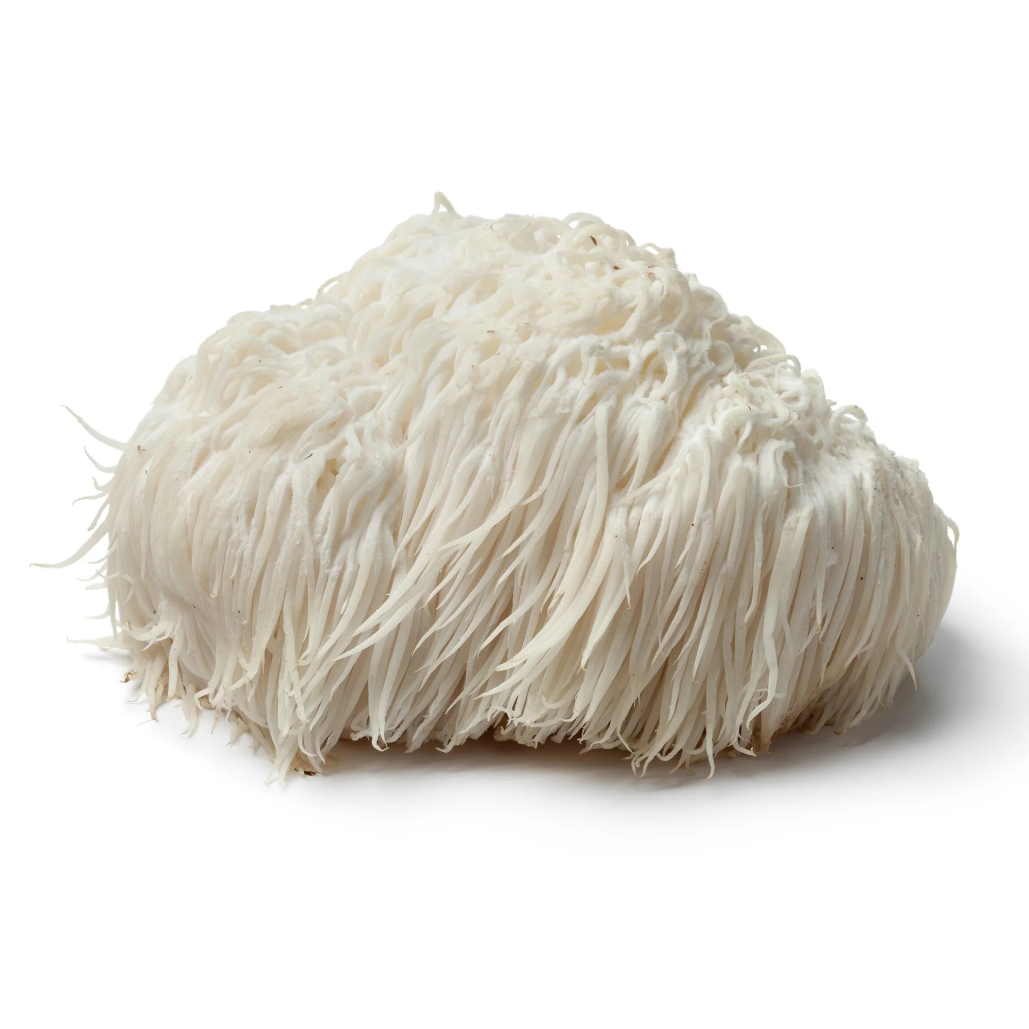 Shroomworks - Mental Magic Lion's Mane Shroomshot - Blueberry Lemon - 12ct - 12 Servings image 1