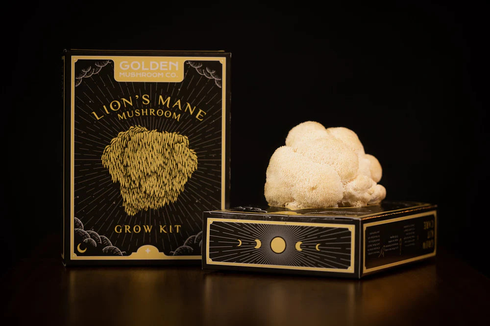 Golden Mushroom Co - Lion's Mane Mushroom Grow Kit image 1