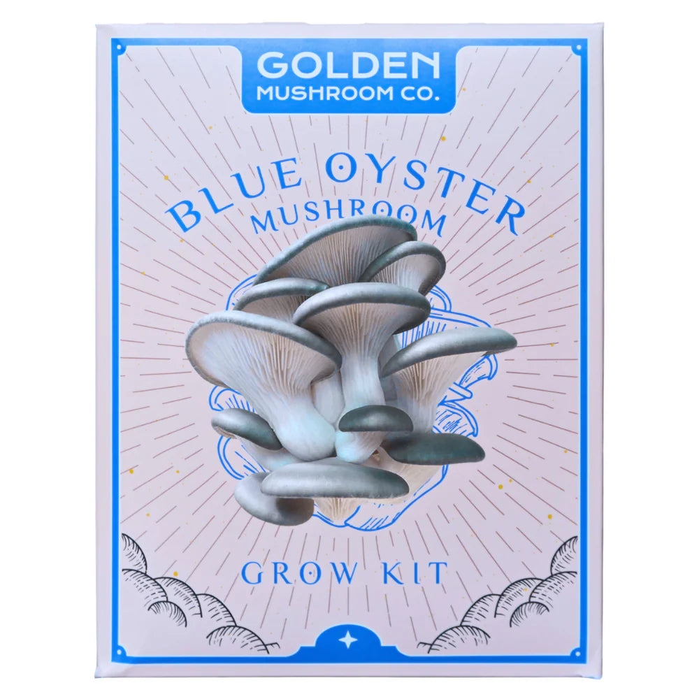 Golden Mushroom Co - Blue Oyster Mushroom Grow Kit image 0