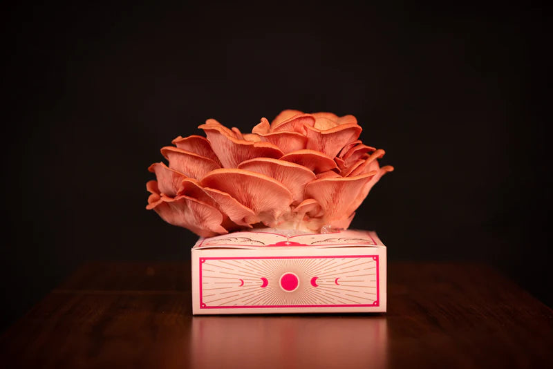 Golden Mushroom Co - Pink Oyster Mushroom Grow Kit image 3