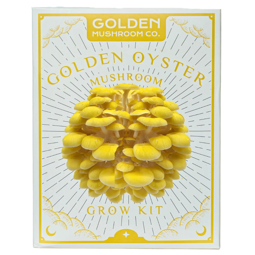 Golden Mushroom Co - Golden Oyster Mushroom Grow Kit image 0