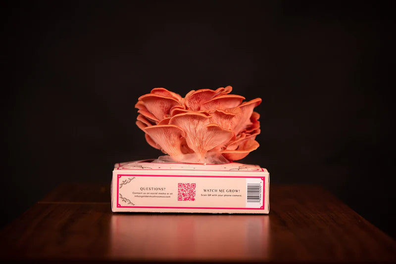 Golden Mushroom Co - Pink Oyster Mushroom Grow Kit image 4