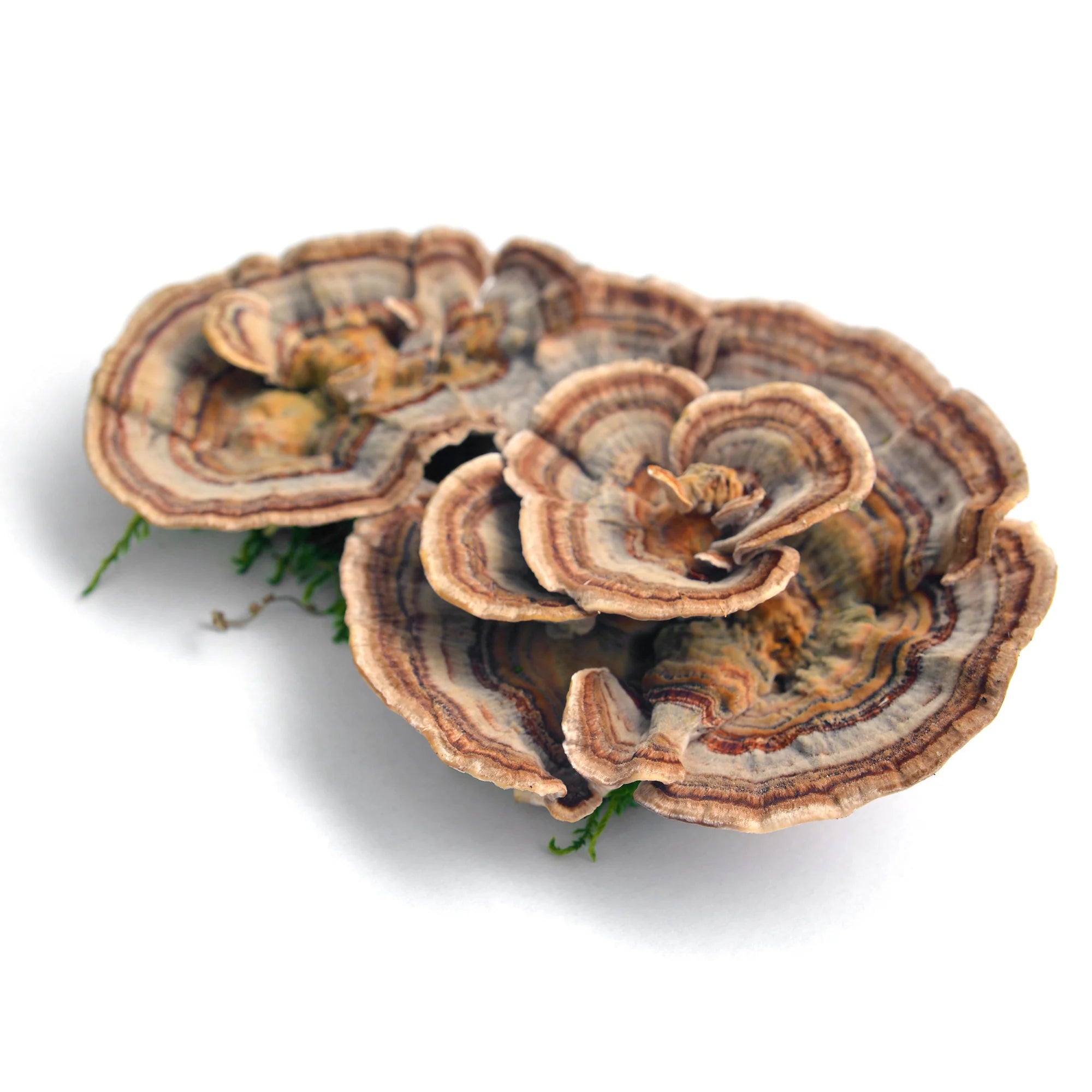 Shroomworks - Golden Immunity Turkey Tail Shroomshot - Ginger Turmeric - 12ct - 12 Servings image 1
